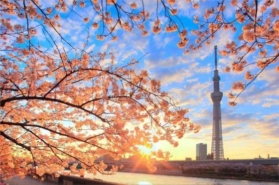 日本國立公立與私立大學(xué)的區(qū)別與托福分?jǐn)?shù)的要求