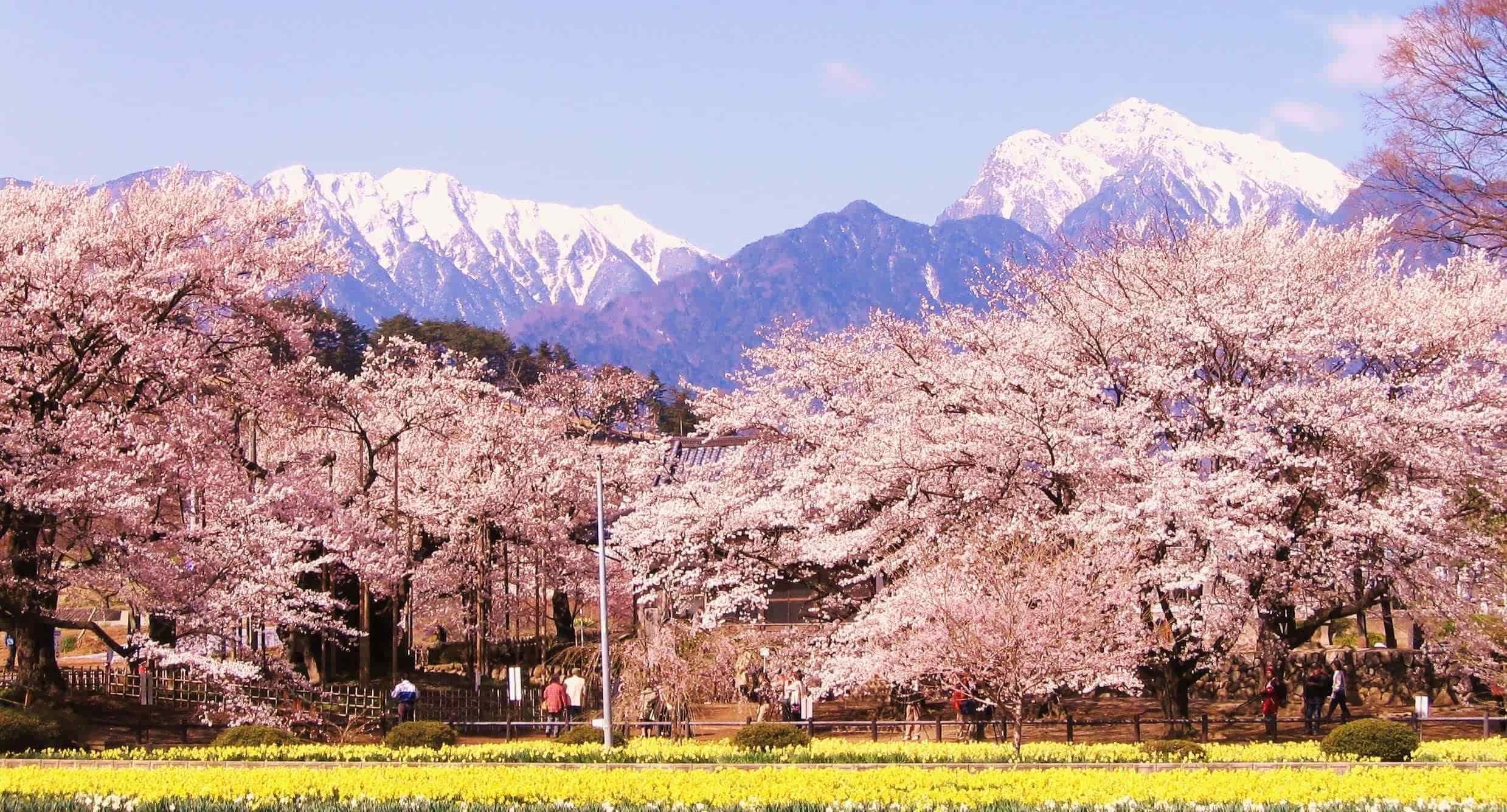 櫻花