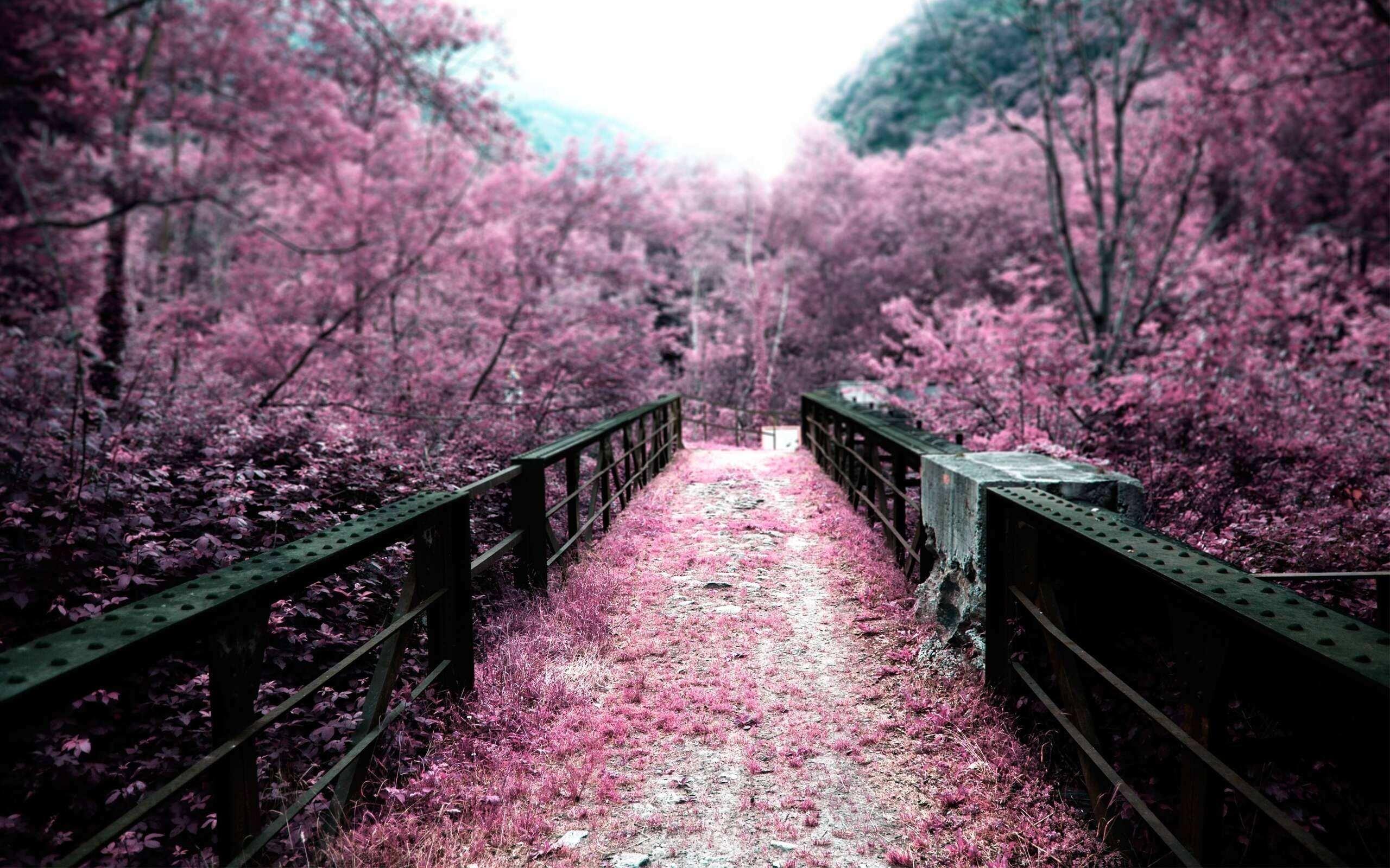 櫻花