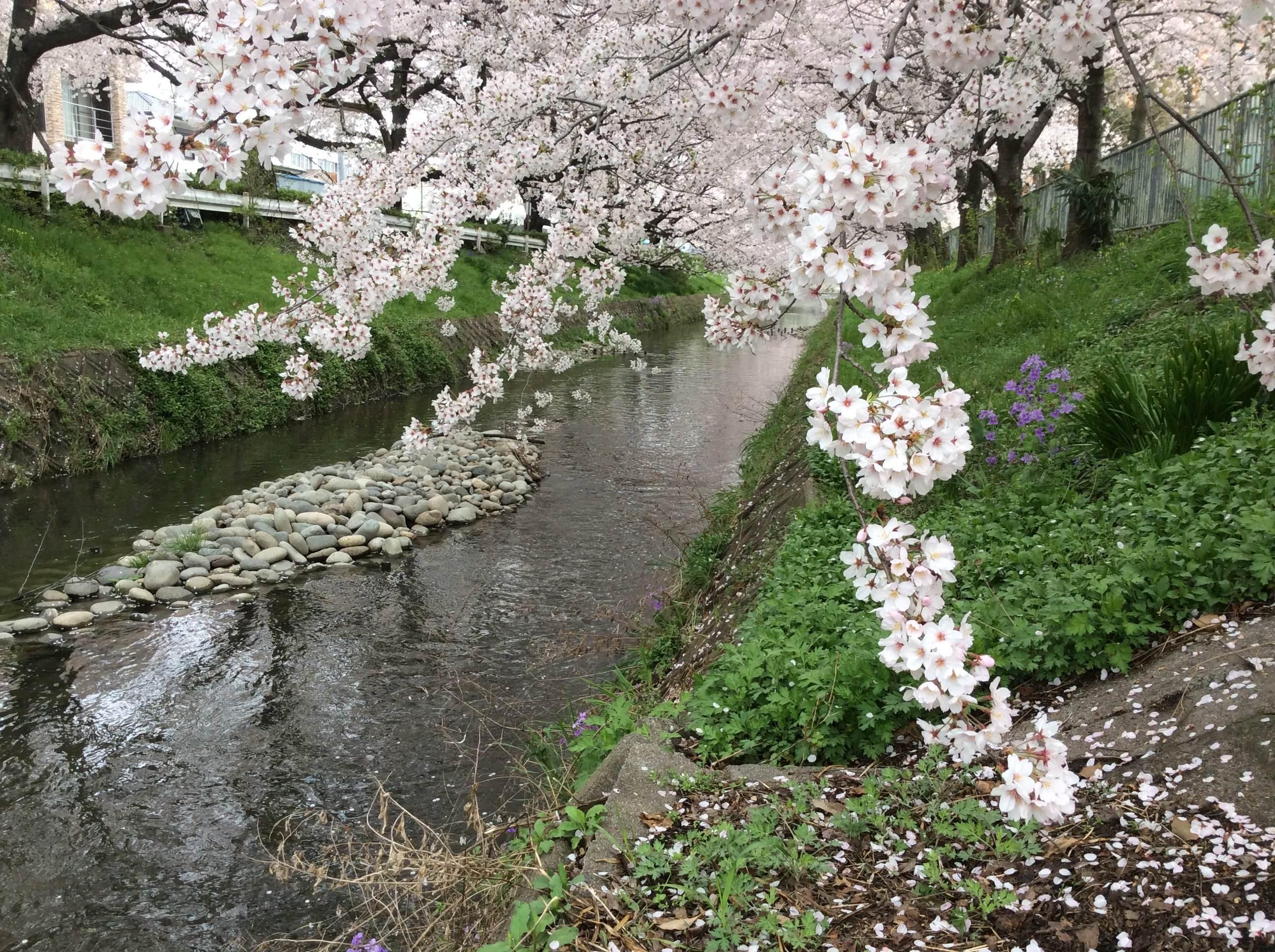 櫻花3