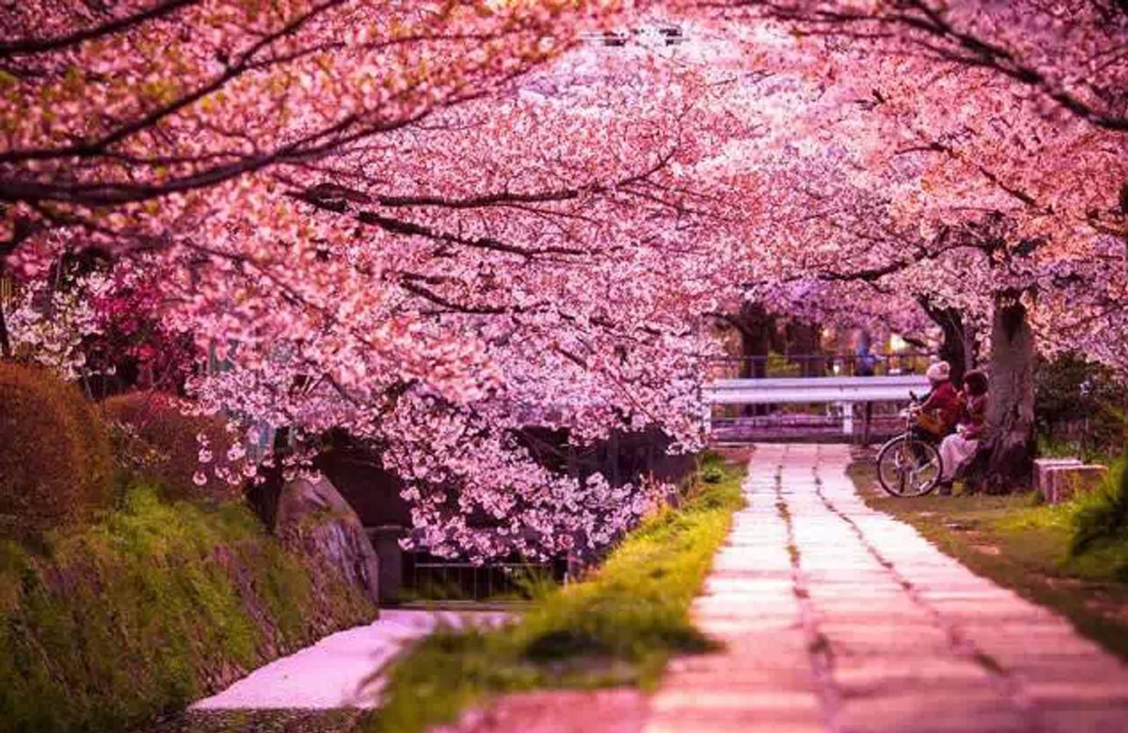 櫻花1