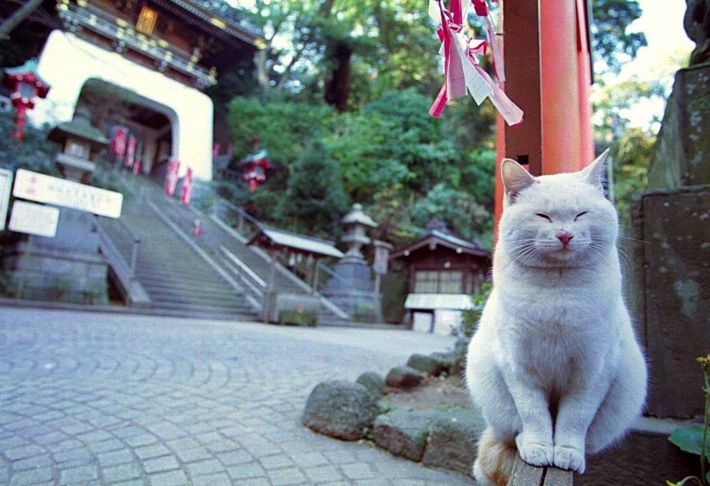 貓神社